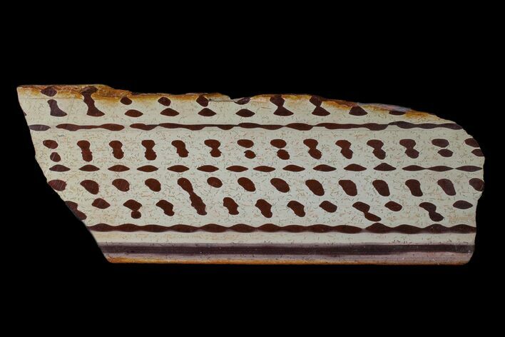 Polished Slab Of Zebra Stone (Ediacaran Microbialite?) #174066